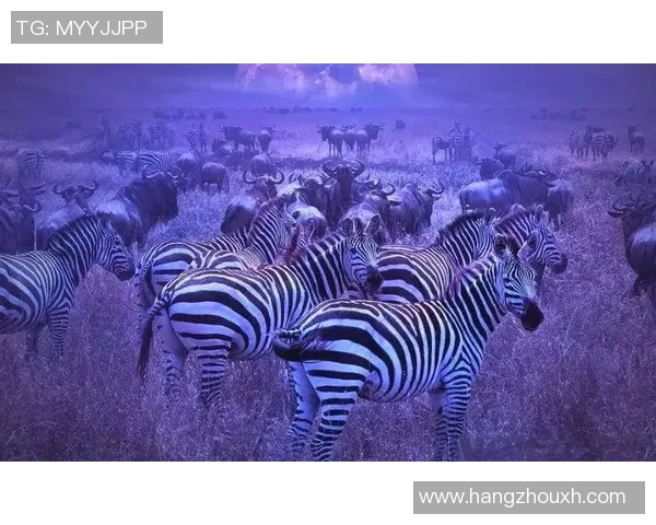 足球明星基罗的现状与未来发展探讨及其在全球足坛的影响力分析 足球明星基罗的现状与未来发展探讨及其在全球足坛的影响力分析